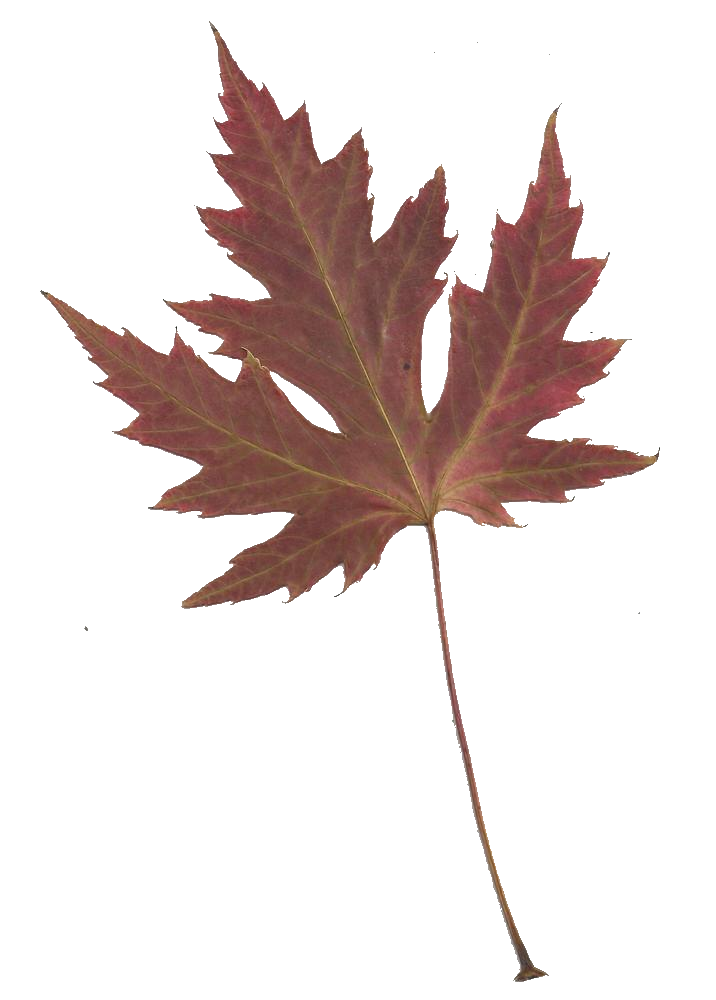 716x1000 Maple Leaf Silhouette Clipart Silhouette Clipart Library