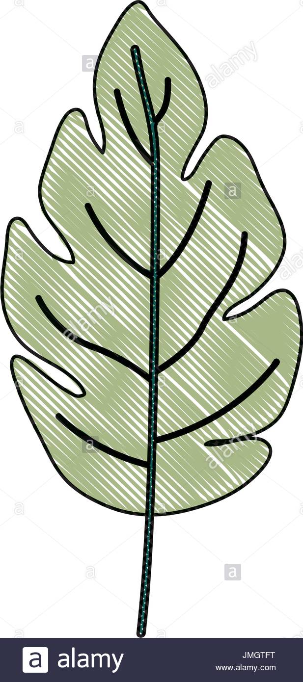 617x1390 Crayon Silhouette Of Green Light Color Of Lobed Leaf Plant Stock