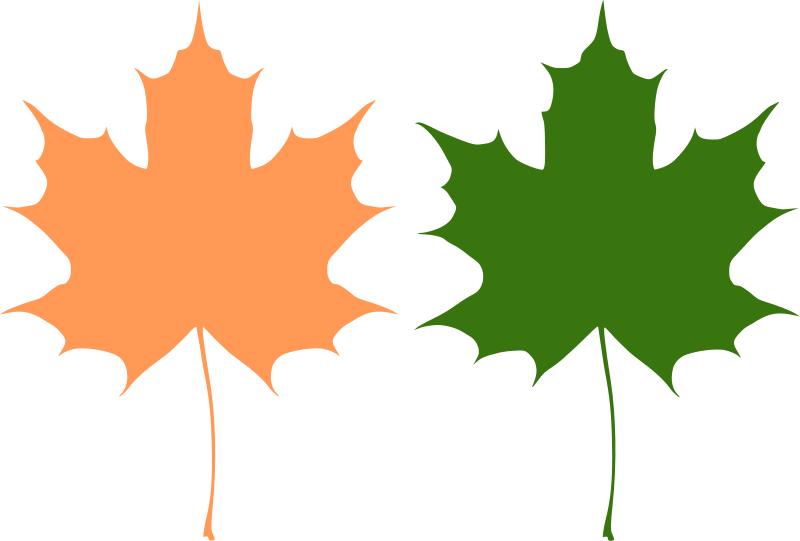 800x541 Maple Leaves Free Vector 4vector