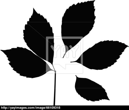 512x437 Leaf Silhouette Vector