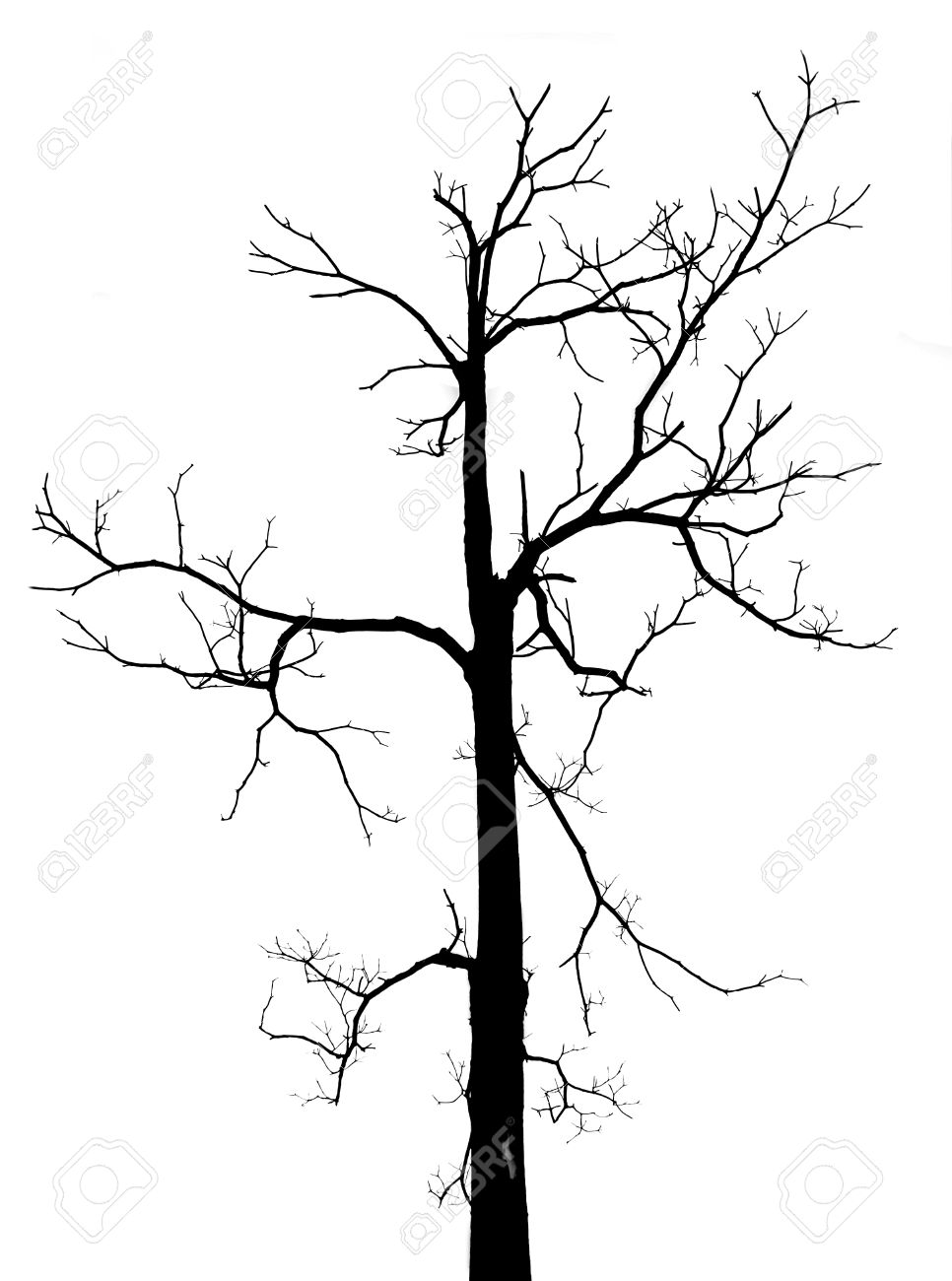 966x1300 Drawn Dead Tree Leafless