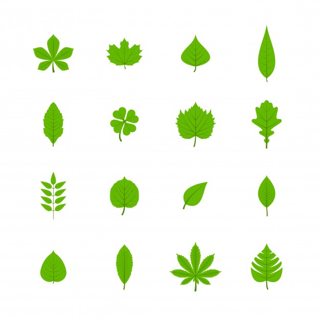 626x626 Maple Leaf Vectors, Photos And Psd Files Free Download