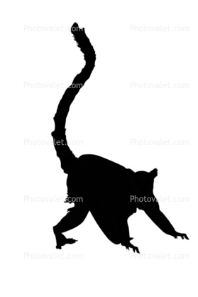 279x418 Ring Tailed Lemur Silhouette, (Lemur Catta), [Lemuridae], Shape