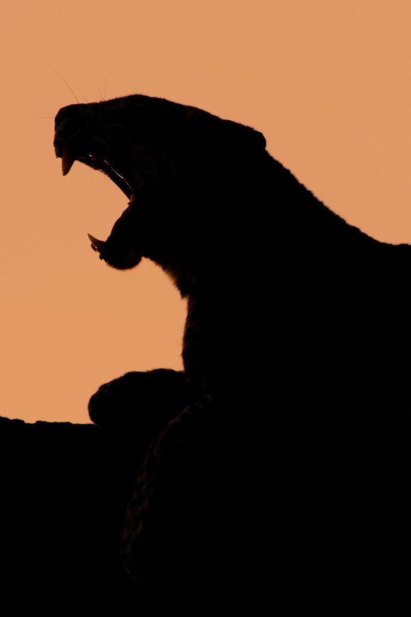 800x1200 Leopard Yawn Silhouette