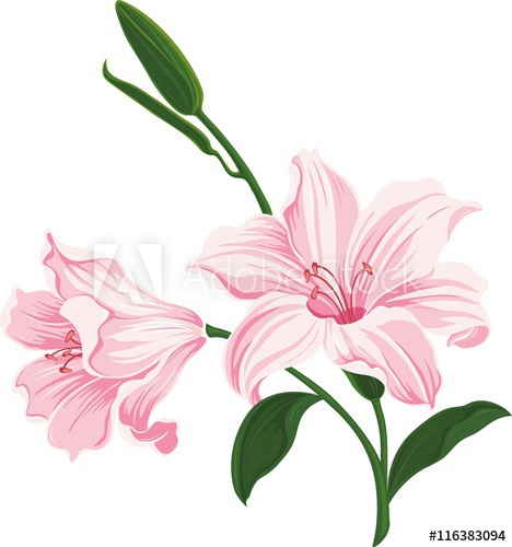 468x500 Beautiful Blooming Lily Flowers. Floral Postcard. Wedding Elements