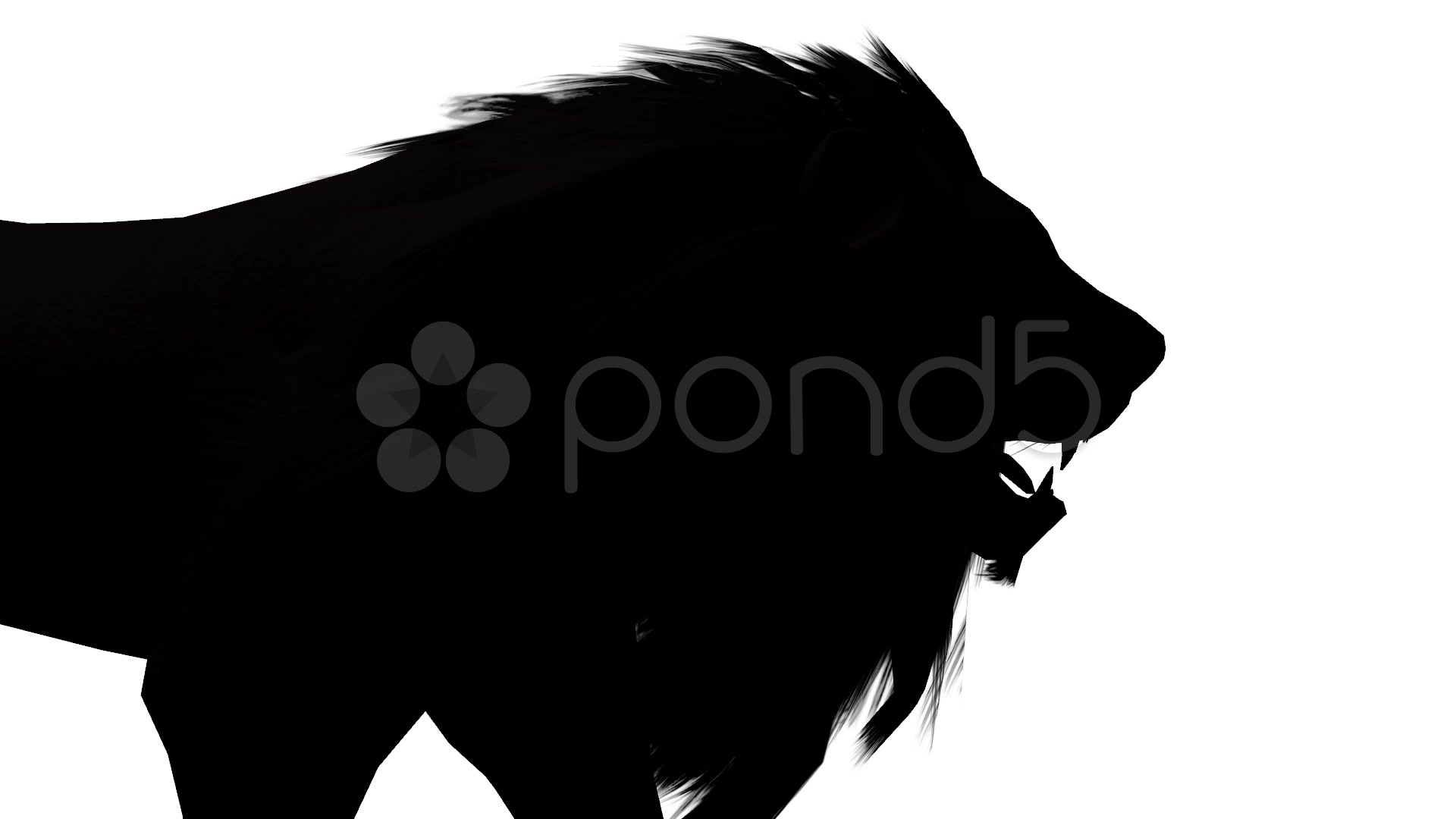 1920x1080 Lion Walk,endangered Wild Animal Wildlife Walking Sketch