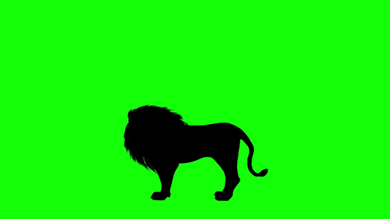1280x720 Free Hd Video Backgrounds Animal Silhouette Lion Idle Howling