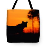 180x180 Silhouette Of A Lioness Photograph By Beverly Joubert