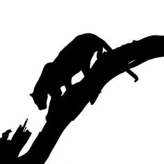 236x236 Lioness In Silhouette Image Gallery Lioness Face Silhouette