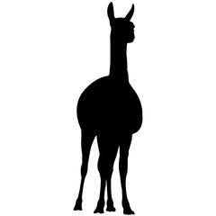 240x240 Llama Silhouette Vector Graphics