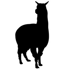 240x240 Llama Silhouette Vector Graphics