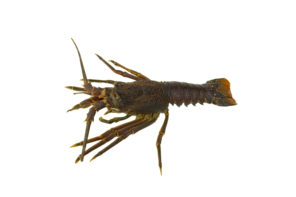 1024x681 Lobster Silhouette