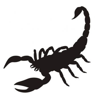 333x338 Scorpion Clipart Clipartpen