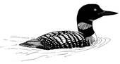 170x91 Loon Graphics Clip Art