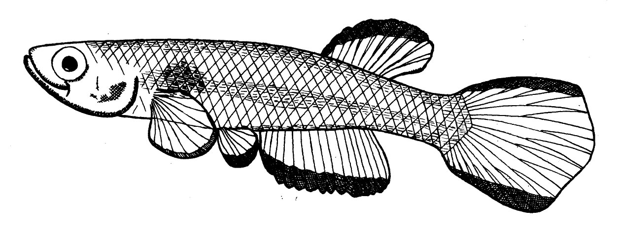 1252x472 Names Of The Week 2015 The Etyfish Project