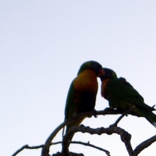 320x320 Tag For Love Bird Silhouette Love Birds Silhouette Painting Www