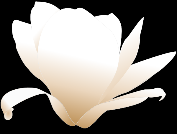 600x456 Magnolia White Clip Art