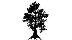 240x134 Southern Magnolia Bare Branches Tree Silhouette Of Animated Tree