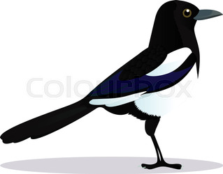 319x250 R Illustration Magpie On White Background Stock Vector Colourbox