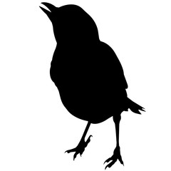 240x240 Search Photos Magpie