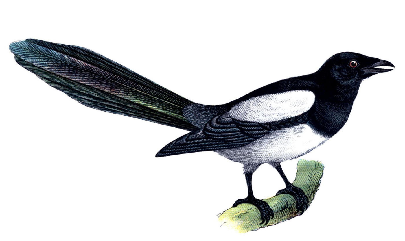1400x834 Top 98 Magpie Clipart