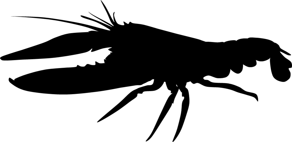 949x463 Maine Lobster Clipart Panda