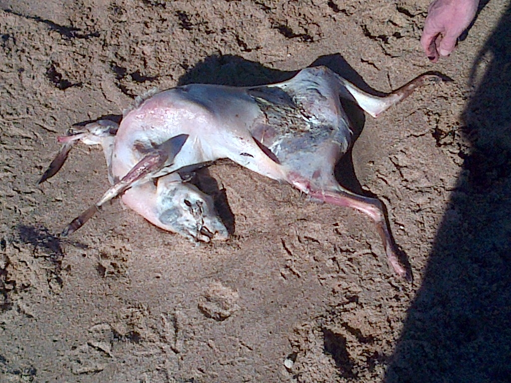 1024x768 Warning Graphic Photo