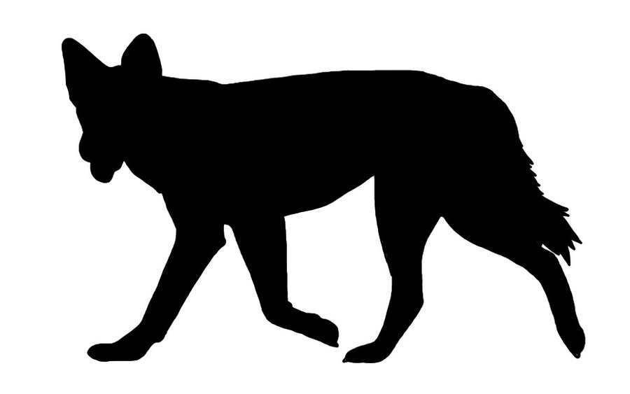 900x563 I Love Dingos By Tearsforfearslover