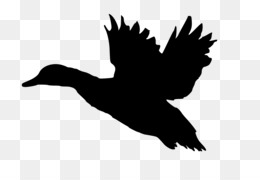 260x180 Duck Flight Goose Mallard Bird