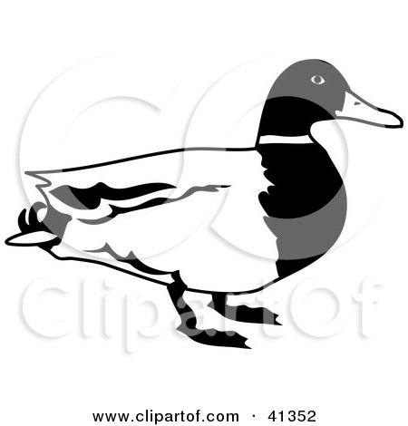 450x470 Mallard Duck Clip Art