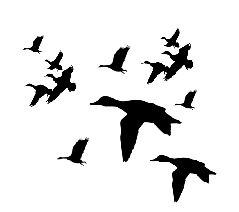 Mallard Duck Silhouette at GetDrawings | Free download