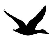 189x144 Cute Mallard Duck Pattern Premium Clipart