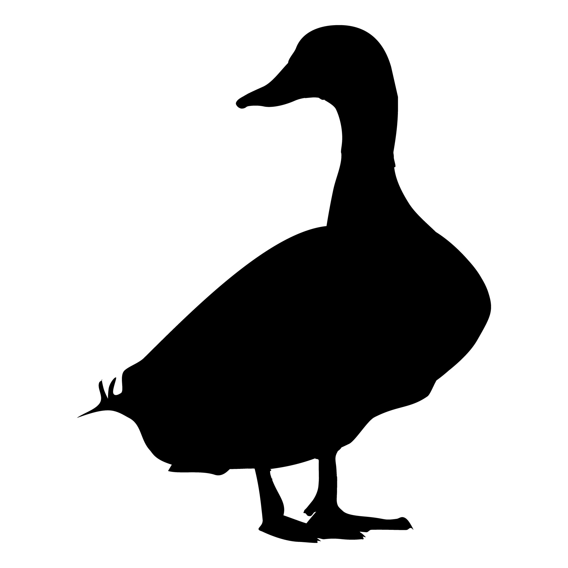 1920x1920 Mallard Duck Free Stock Photo