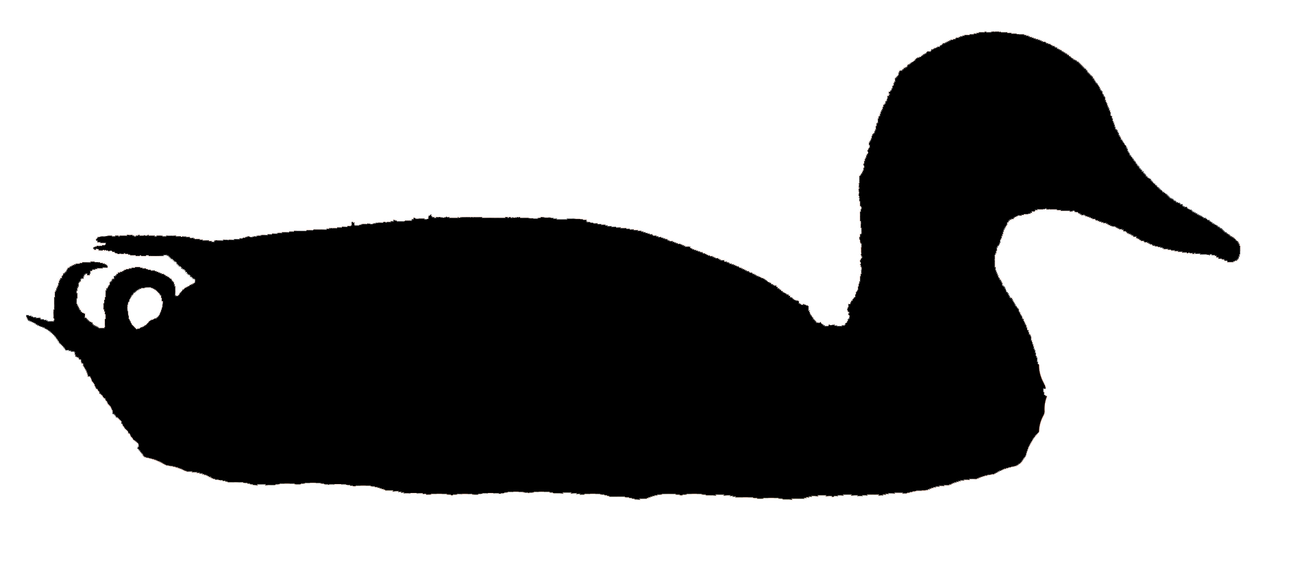 1884x834 Mallard Male Clo, Tompkins Co, Ny 21jan10 Kjm8814 2 Silhouette