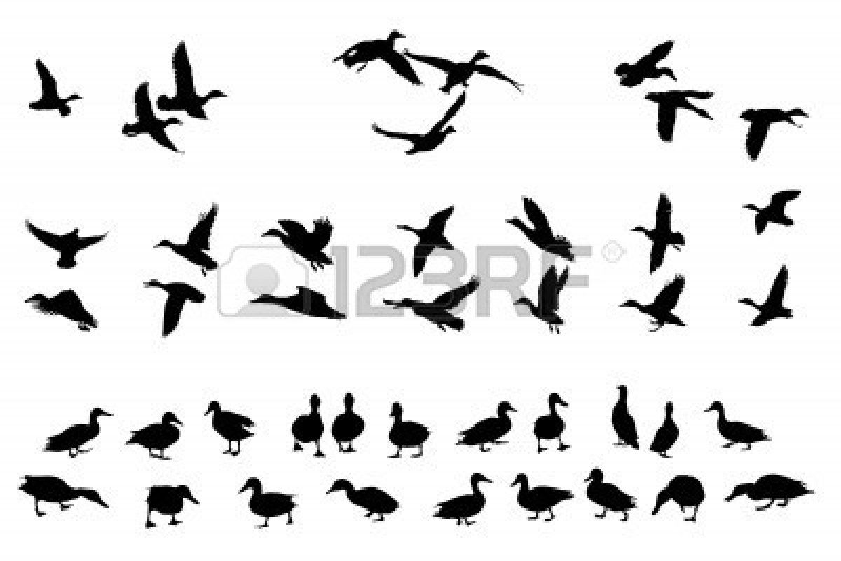 1200x801 Collection Of Mallard Duck Silhouetted Crafts
