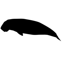 240x240 Manatee Photos, Royalty Free Images, Graphics, Vectors Amp Videos