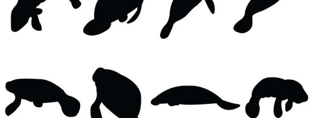 1003x380 Free Icons Manatee Silhouettes Vector Sign.svg Symbol