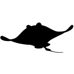 240x240 Search Photos Hypostoma