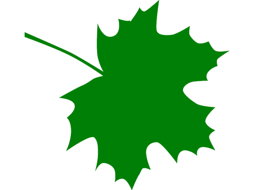 830x623 Maple Leaf Clip Art