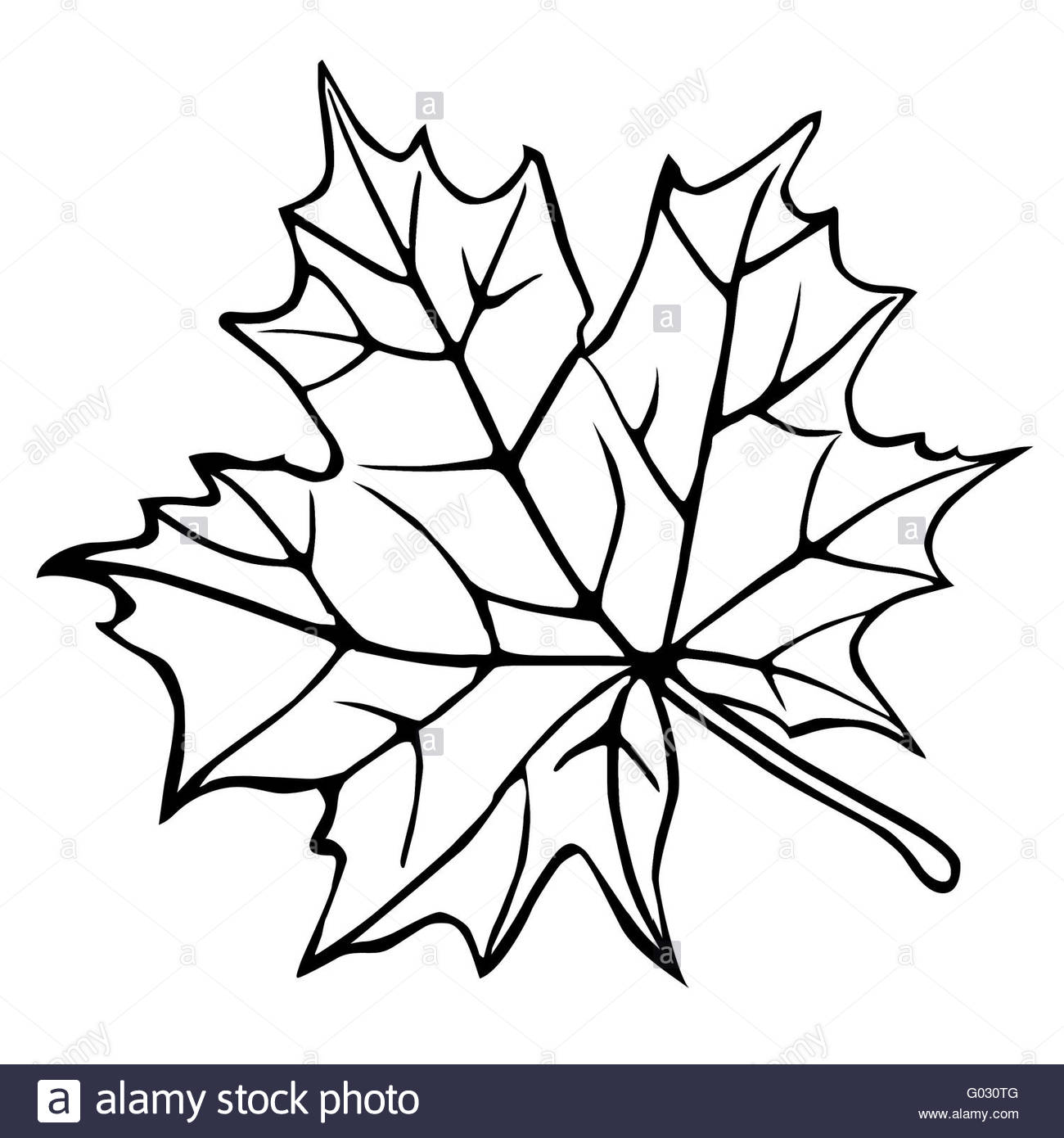 1300x1390 Silhouette Of The Maple Leaf On White Background Stock Photo