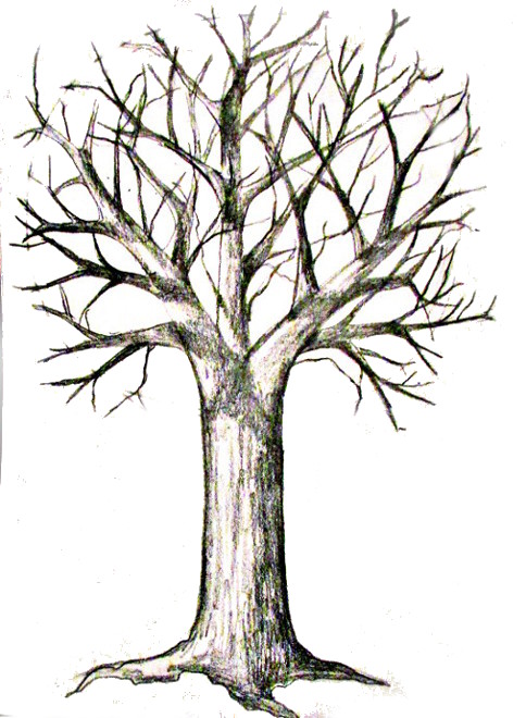 484x660 Drawn Branch Maple Tree 3266668