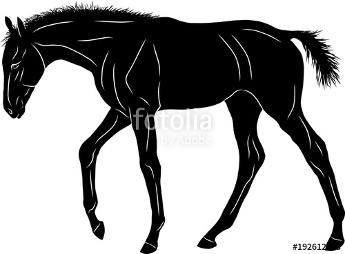 500x368 A Silhouette Of A Little Sad Foal Wandering Somewhere. Stock