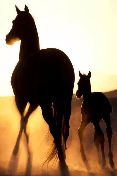 400x600 Horse Horse, Birth And Death