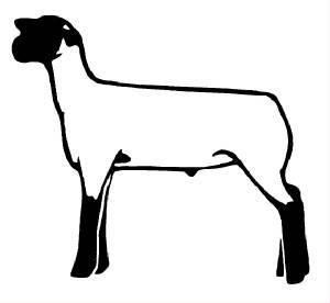 300x276 Club Show Lambs Clipart Res Div @ Mont. (Coming Soon!) Animals