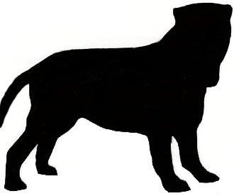 330x276 Greater Swiss Mt. Dog