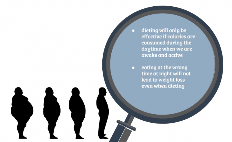 800x492 Study Shows Mealtimes Alter Circadian Rhythms And Body Weight