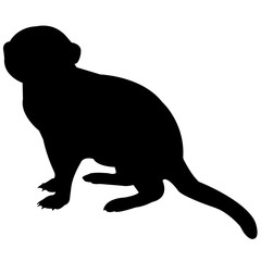 240x240 Viverrine Photos, Royalty Free Images, Graphics, Vectors Amp Videos