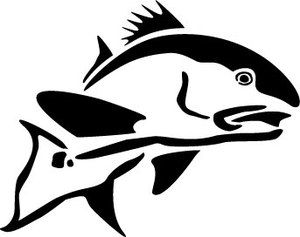 300x237 List Of Synonyms And Antonyms Of The Word Redfish Silhouette