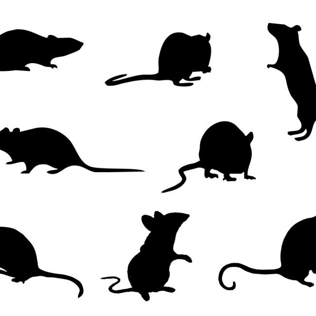 650x650 Free Vector Free Mice Silhouette Vector