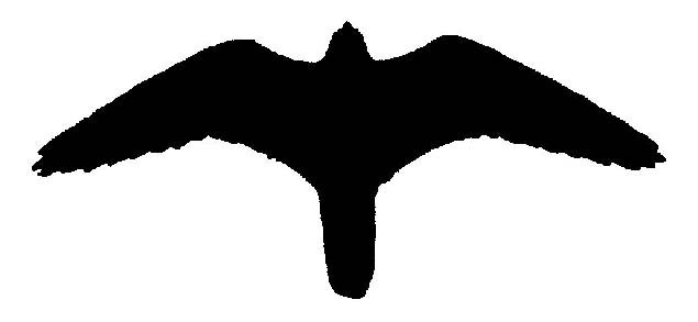 635x293 Falcon Silhouette.jpg